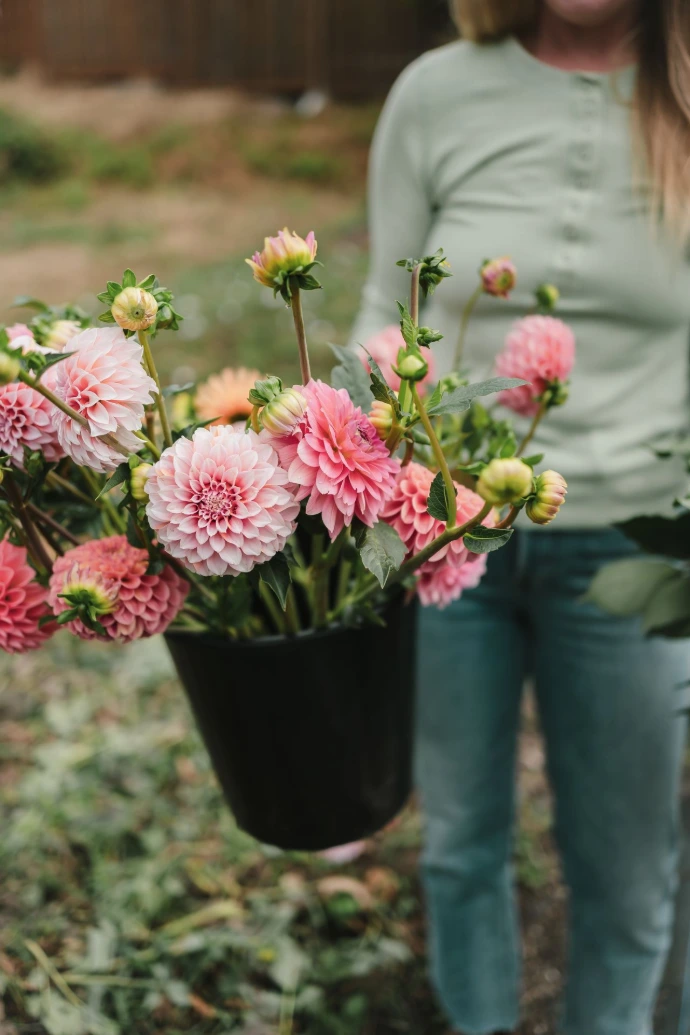 pink flowers in black pot